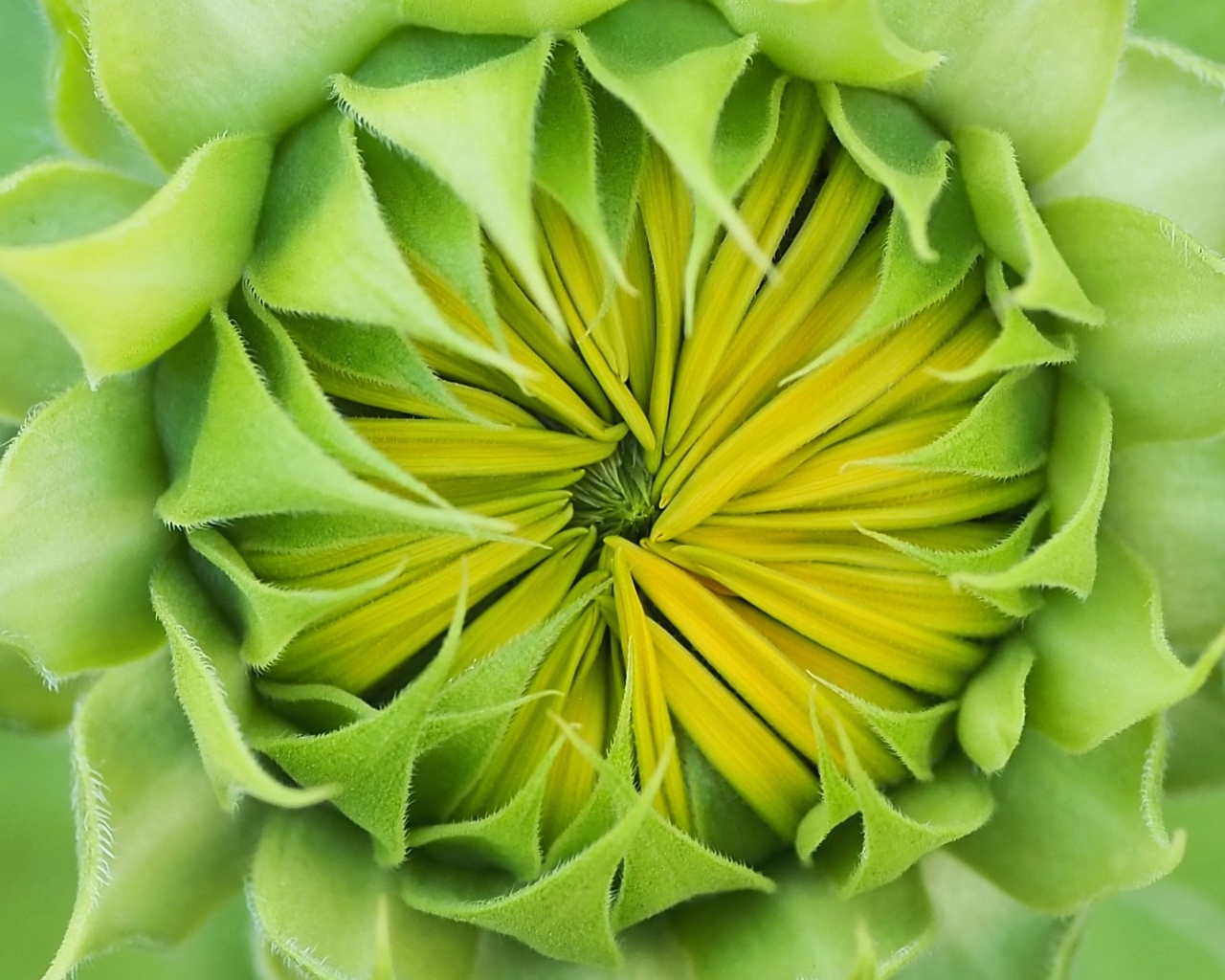 Распускающийся цветок подсолнуха