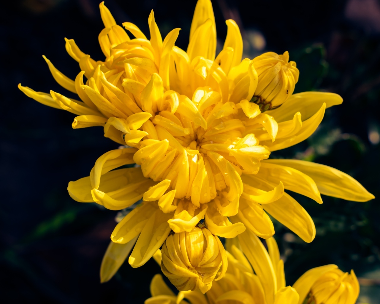 Распускающаяся желтая хризантема вблизи