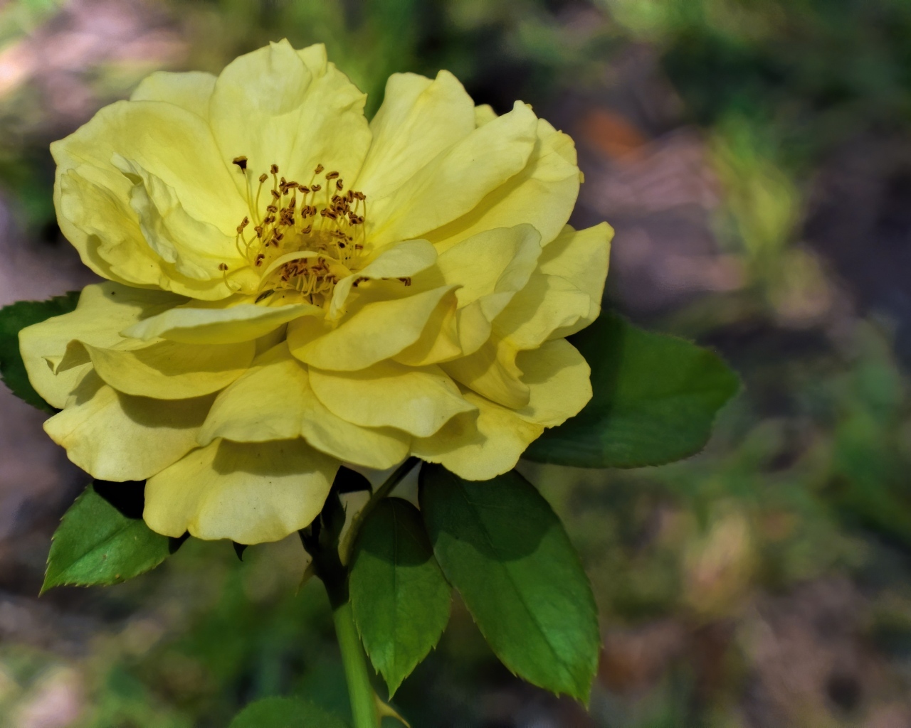 Отцветающая желтая роза в саду