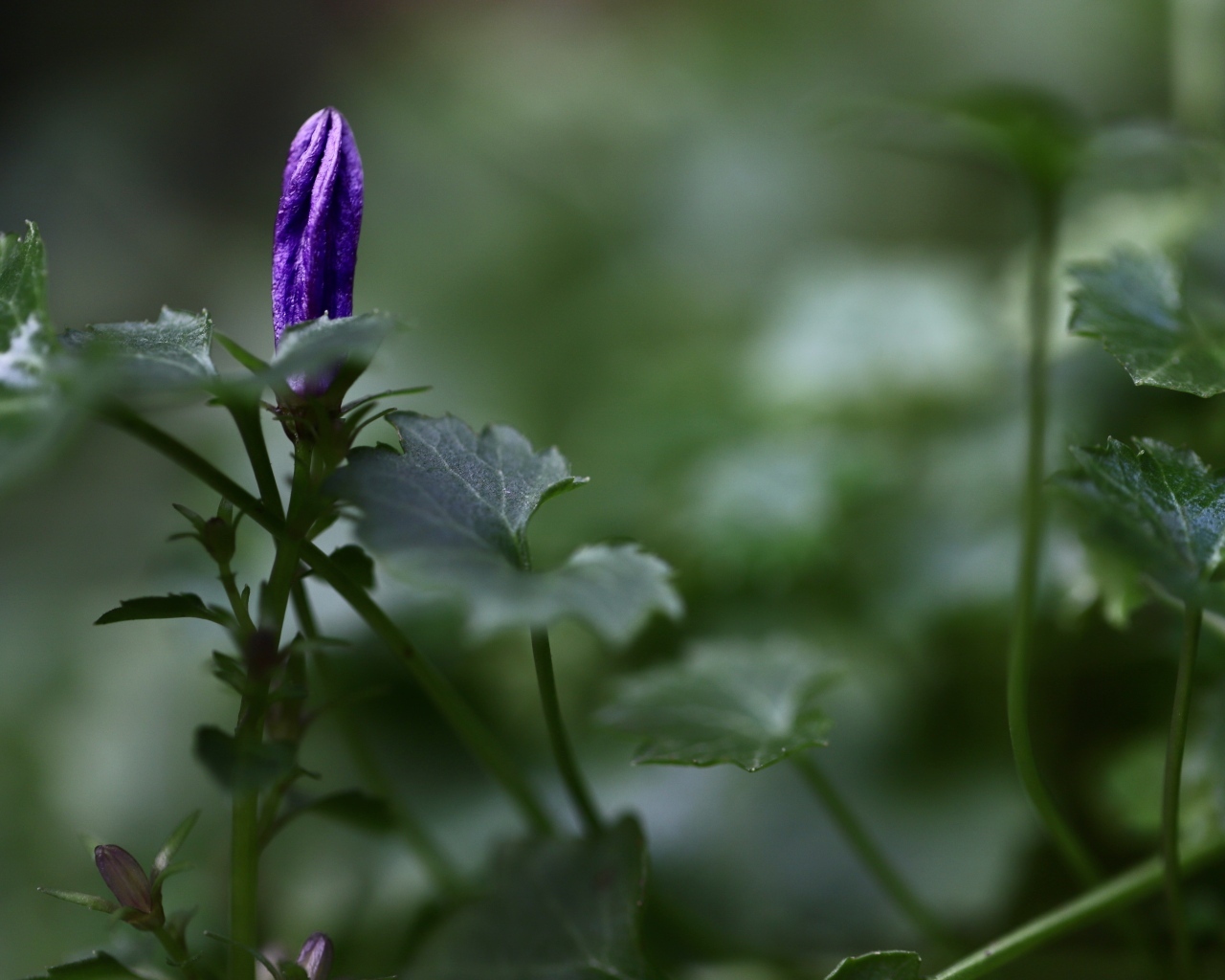 Распускающийся синий цветок колокольчика