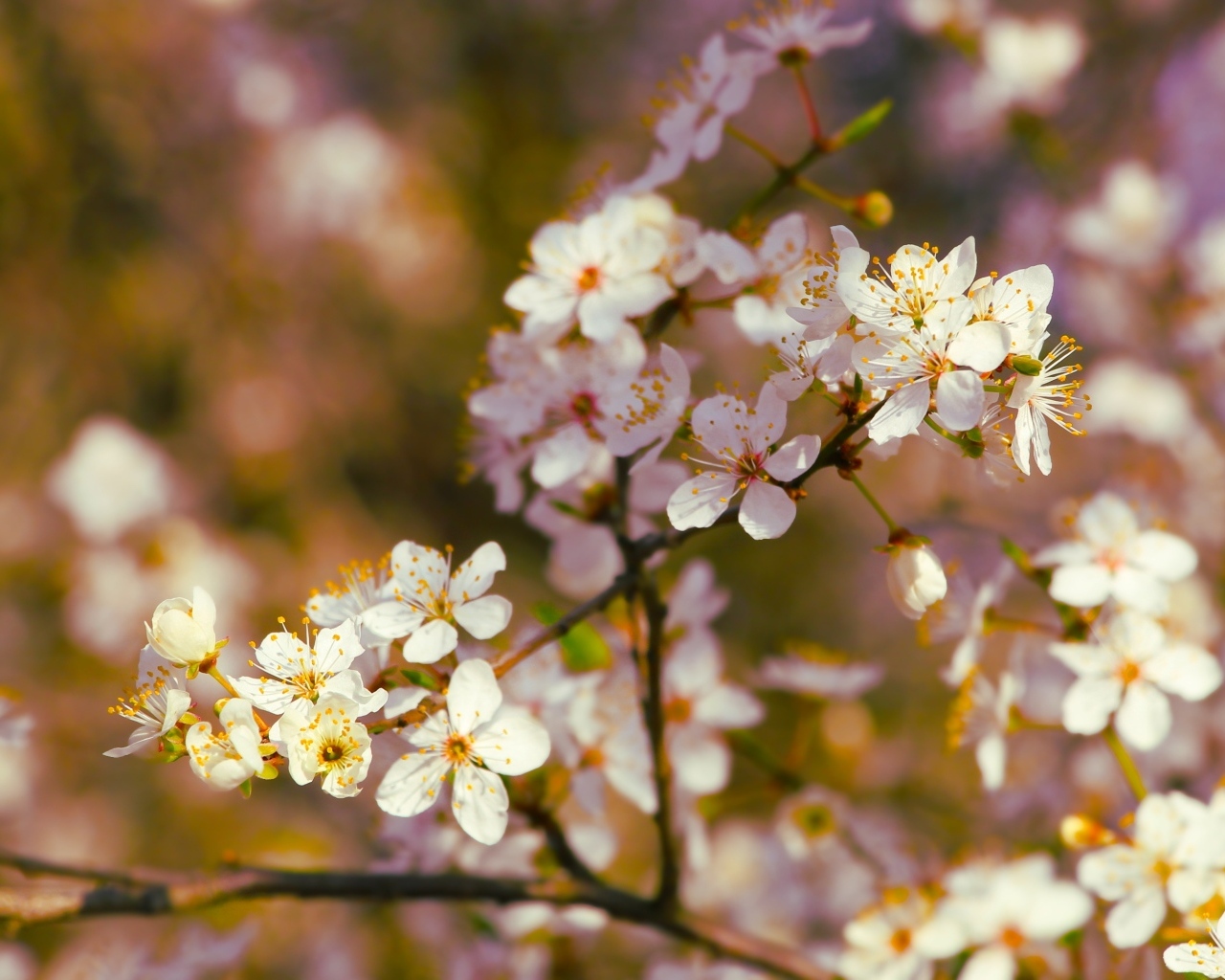 Цветущие ветки вишни весной в лучах солнца