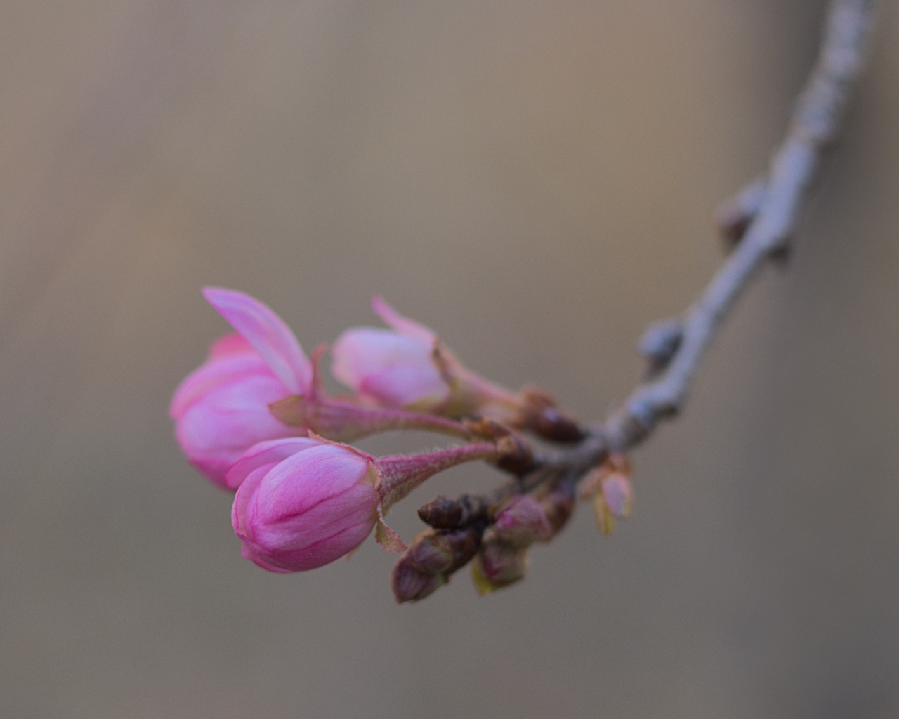Распускающиеся цветы на ветке дерева