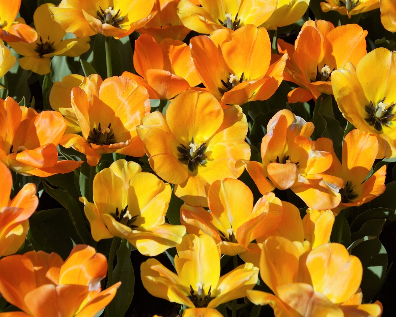 Распустившиеся оранжевые тюльпаны на клумбе