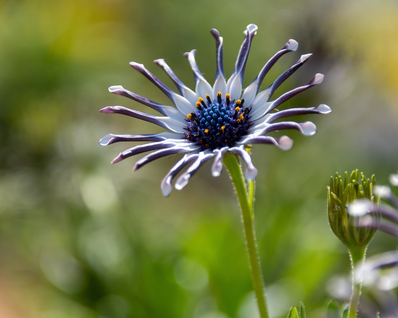 Распускающийся цветок остеоспермум