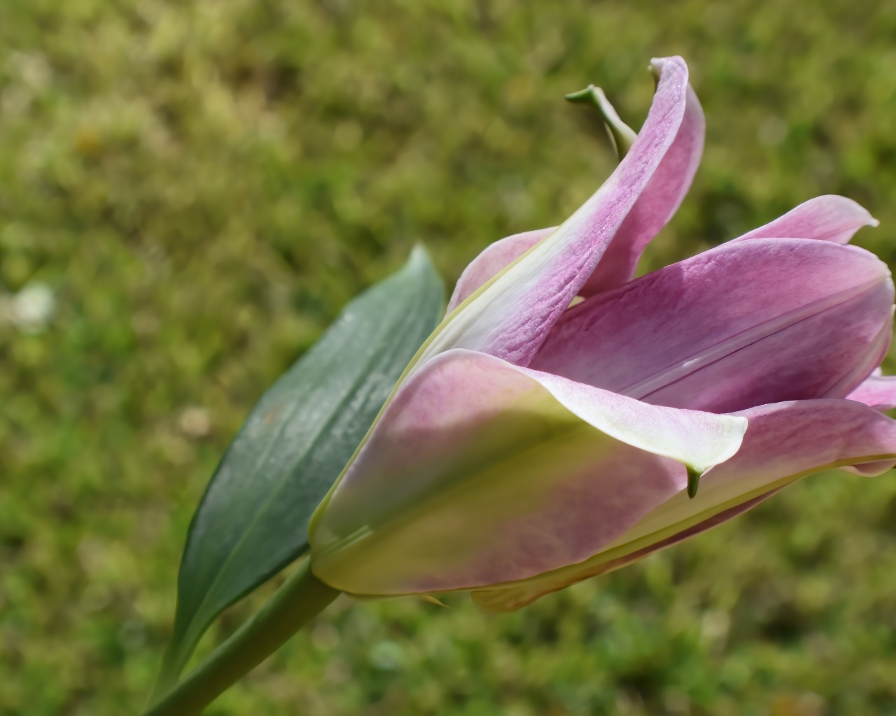 Распускающийся цветок розовой лилии