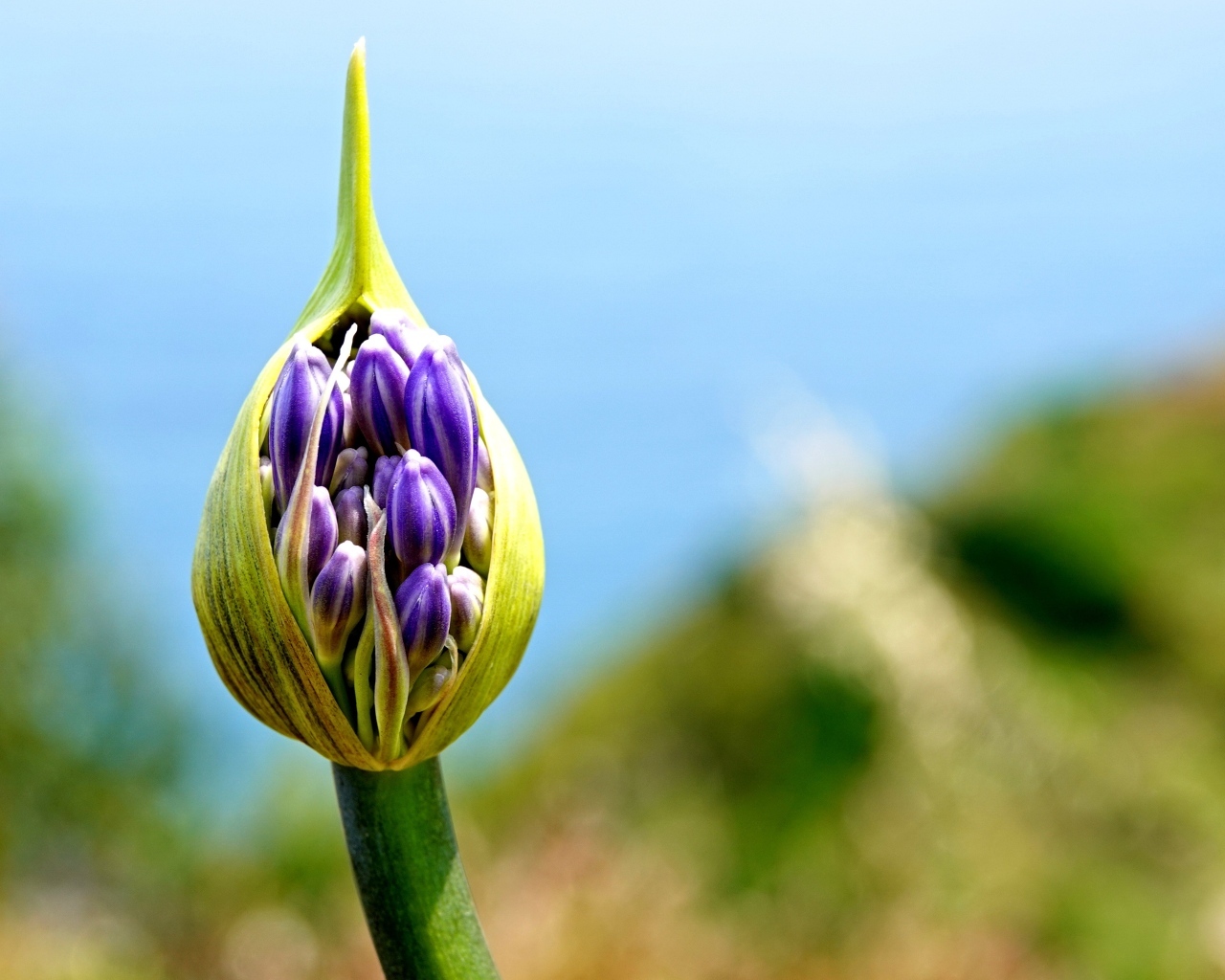 Голубая африканская лилия бутон