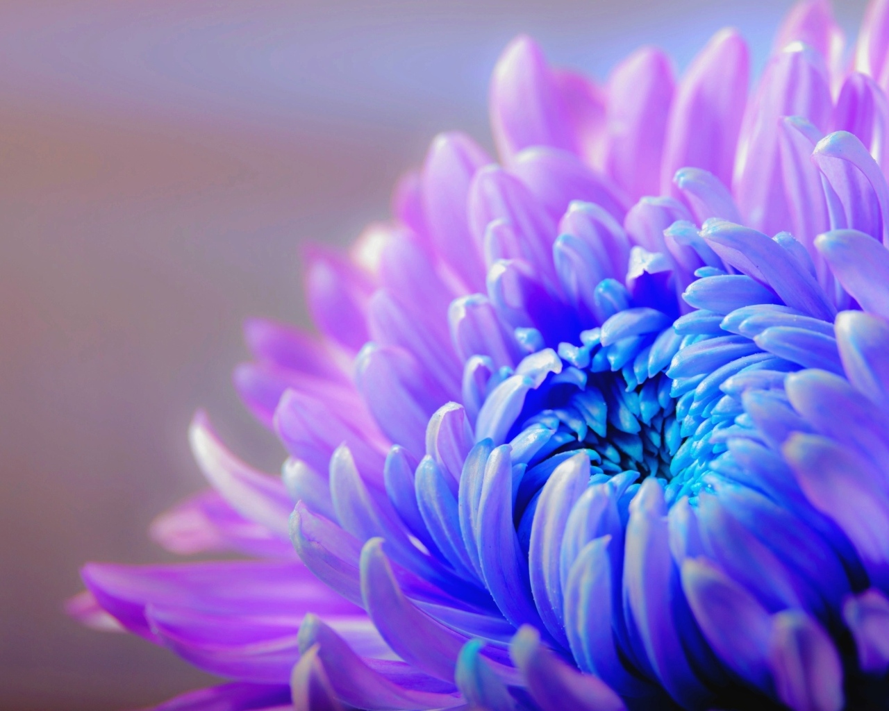 Голубой с розовым цветок хризантемы