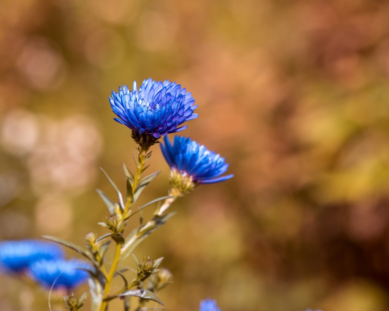 Синий осенний цветок сентябринка