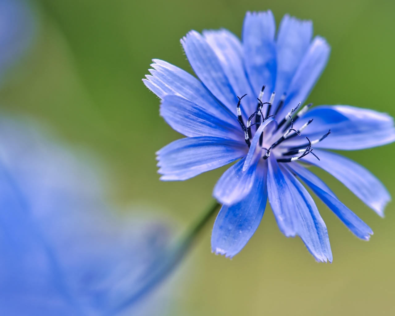 Синий цветок цикория крупным планом