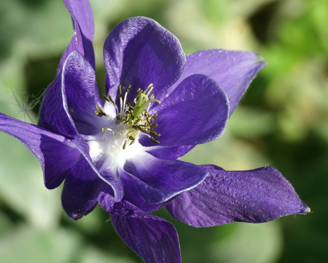 Синий цветок водосбора крупным планом