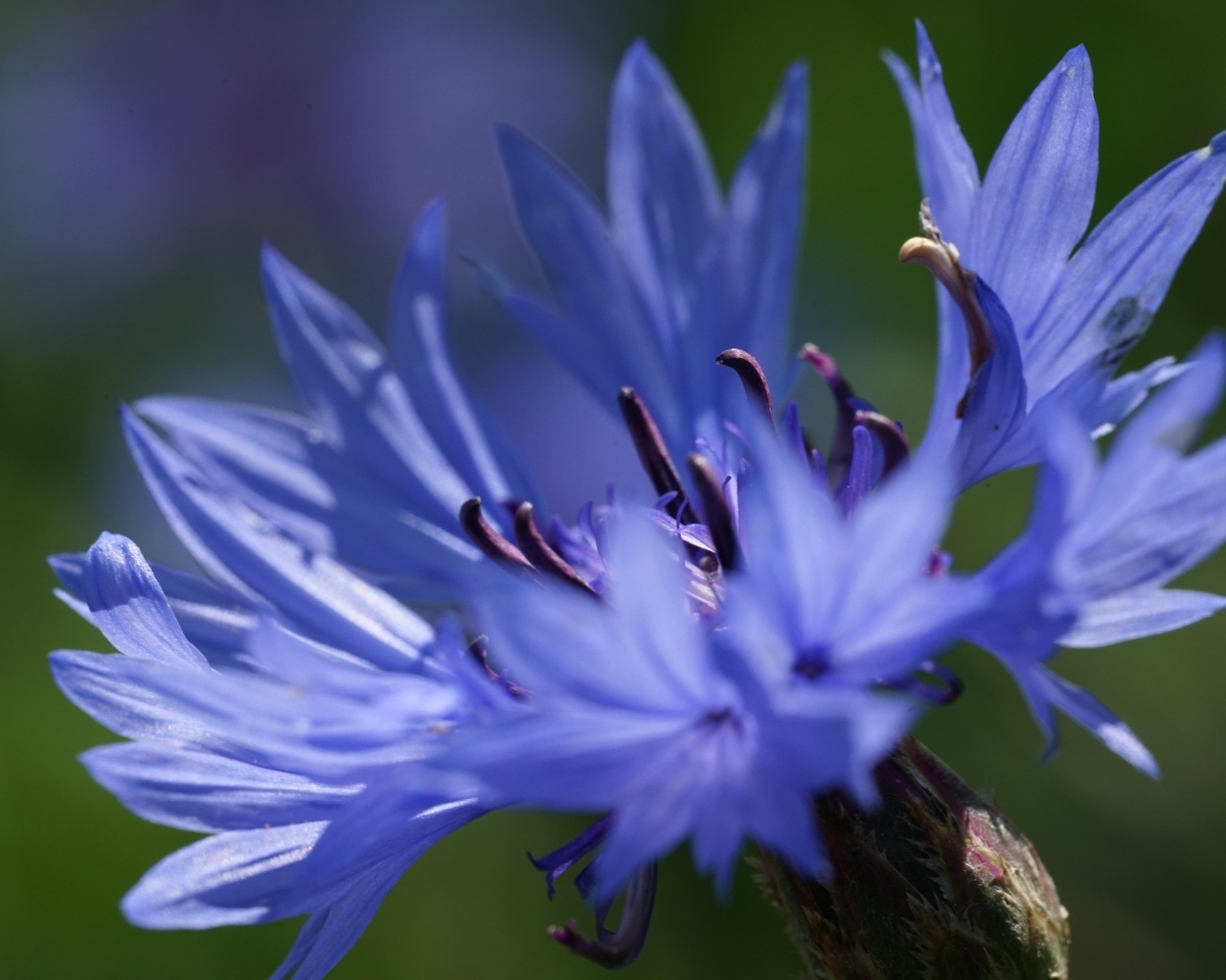 Цветок синего василька вблизи