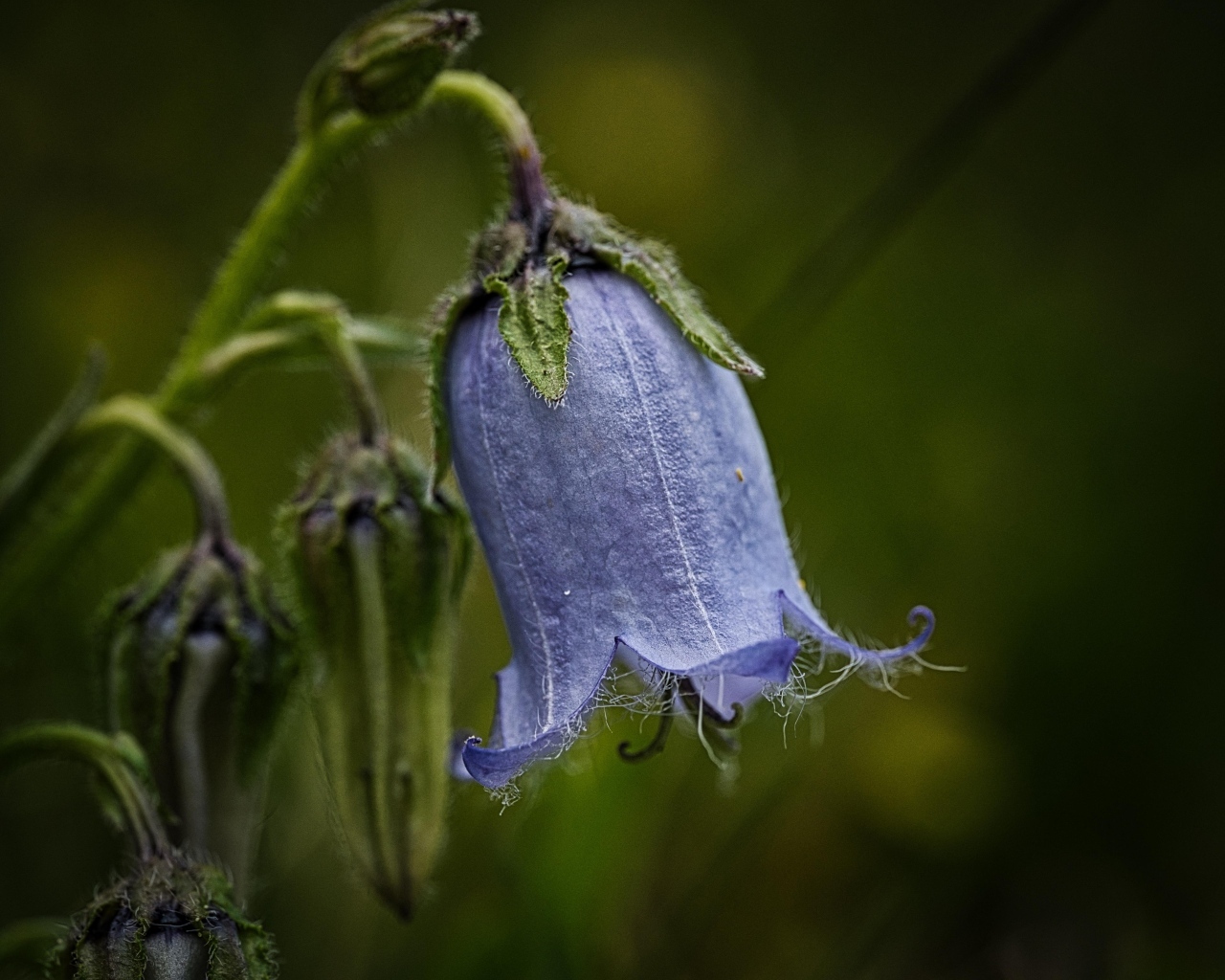 Синий опустившийся цветок колокольчика