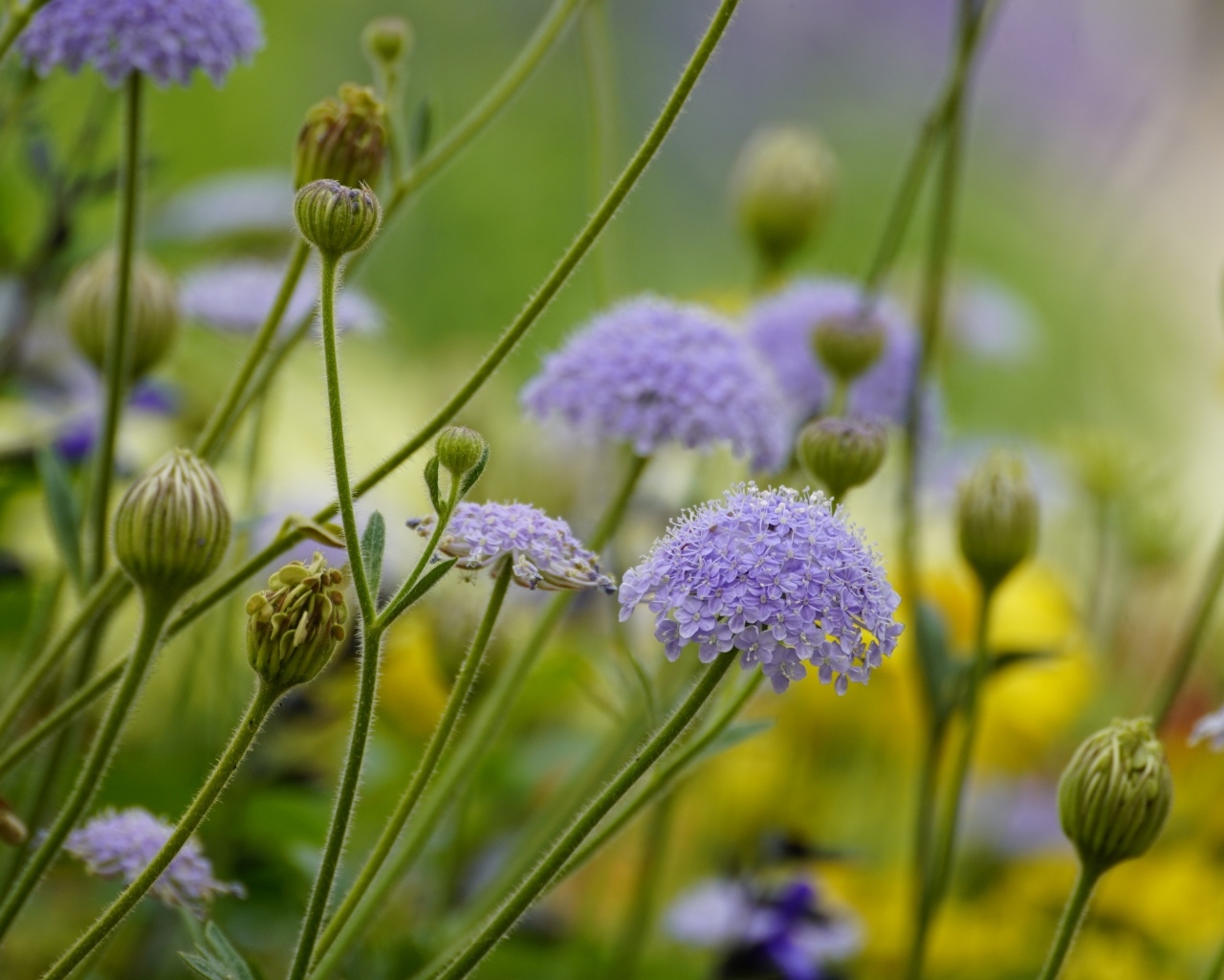 Синий садовый цветок трахимена крупным планом