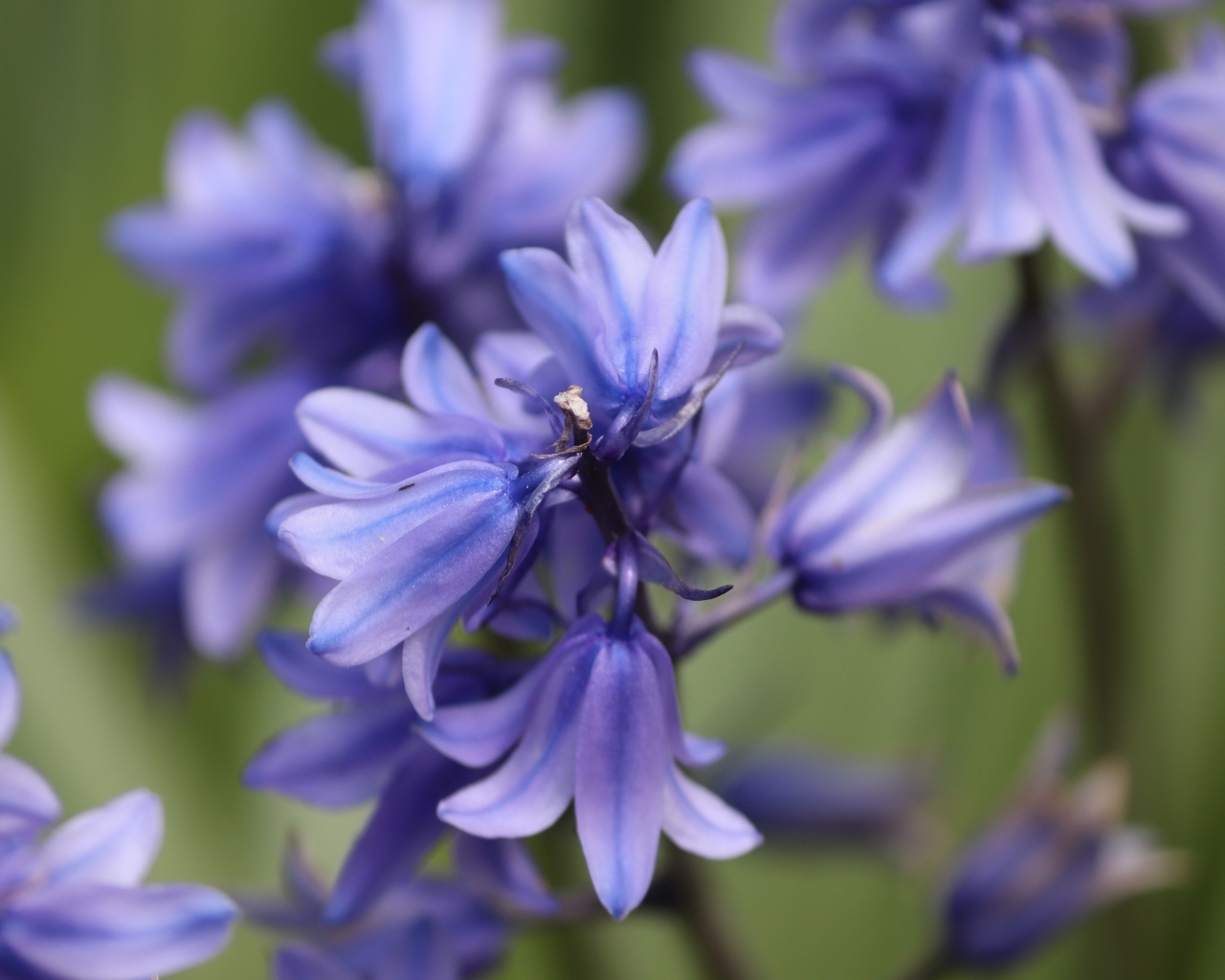 Синие цветы гиацинта вид сверху