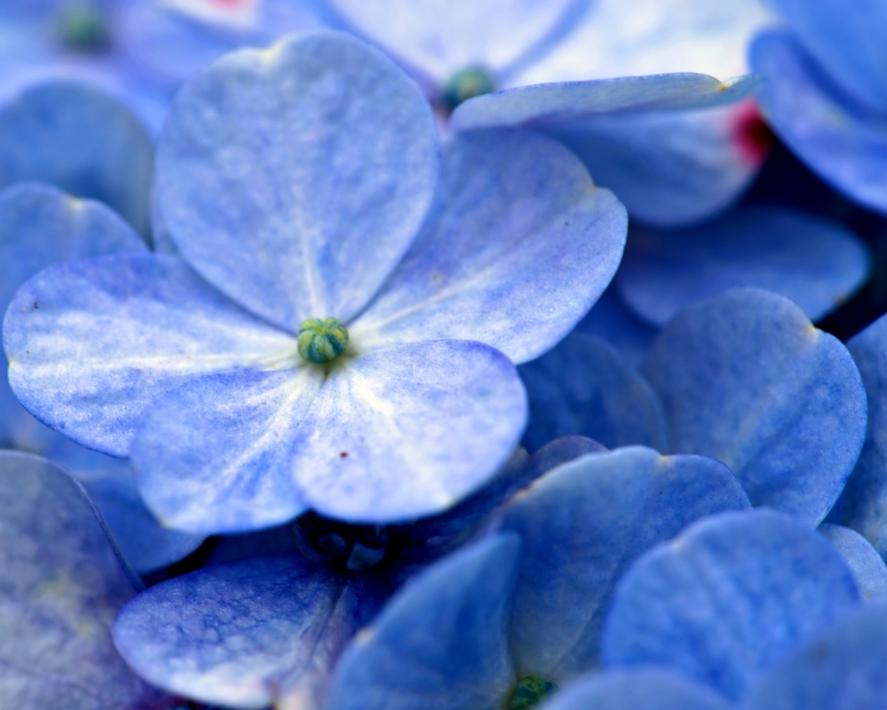 Синие цветы гортензии крупным планом