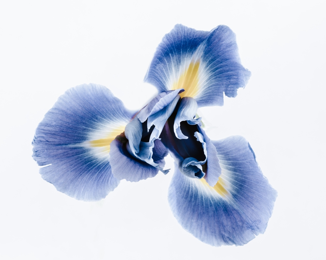 Синий цветок ириса на сером фоне