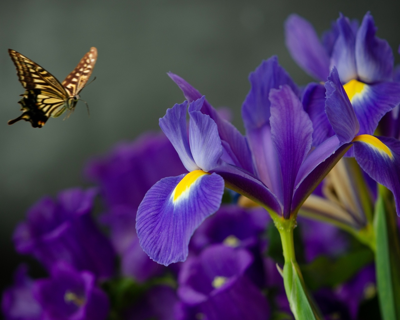 Синие цветы ириса с бабочкой