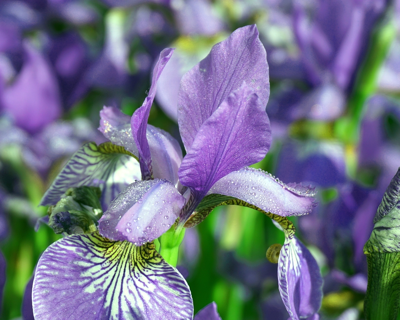 Синие цветы ириса с мокрыми лепестками