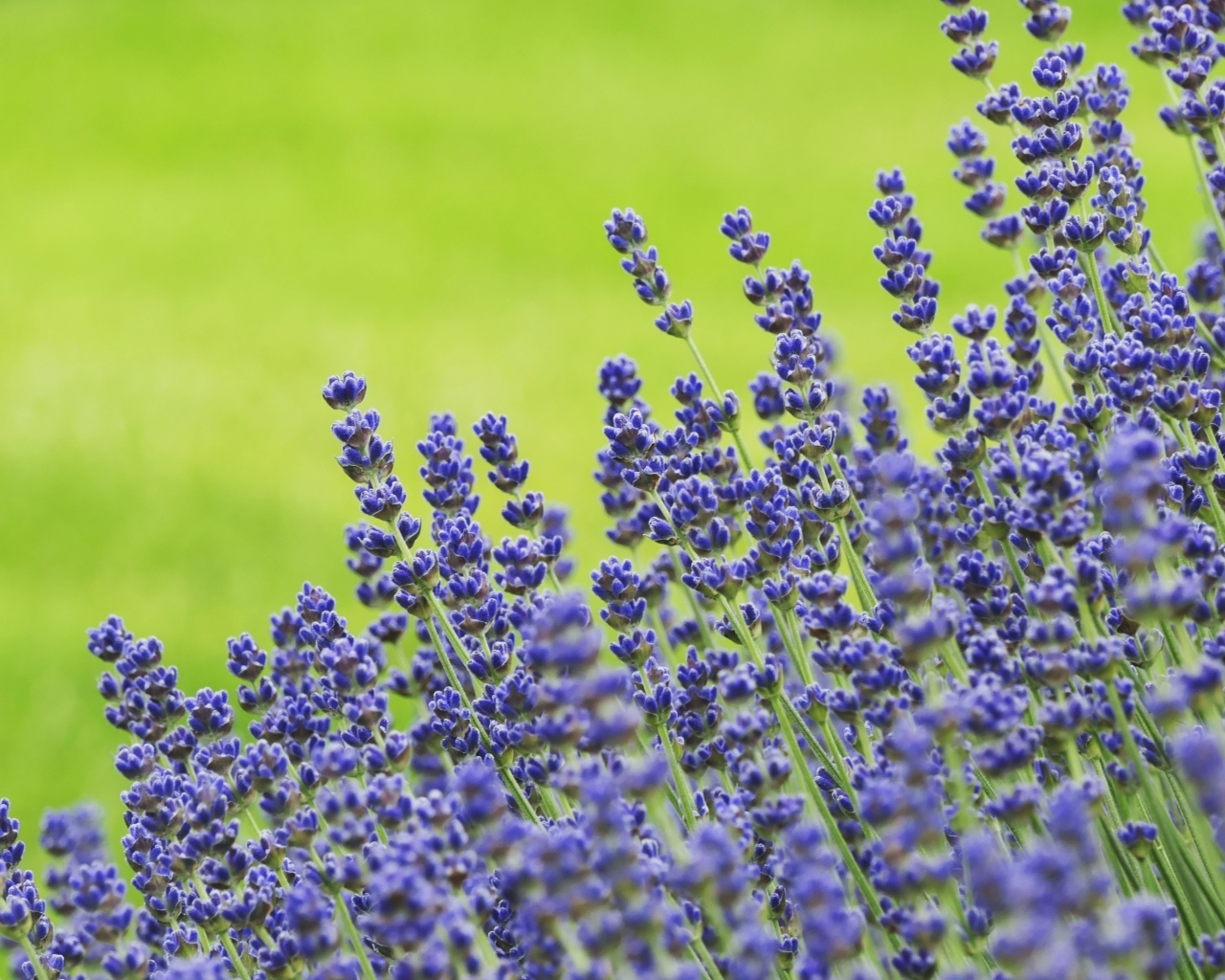 Синие цветы лаванды на зеленом фоне
