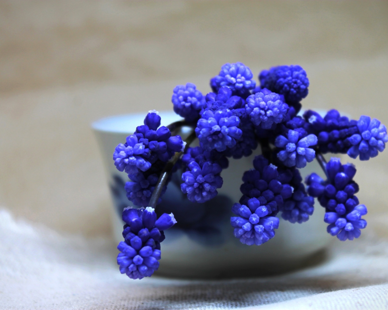 Синие цветы мускари в белой вазе на столе