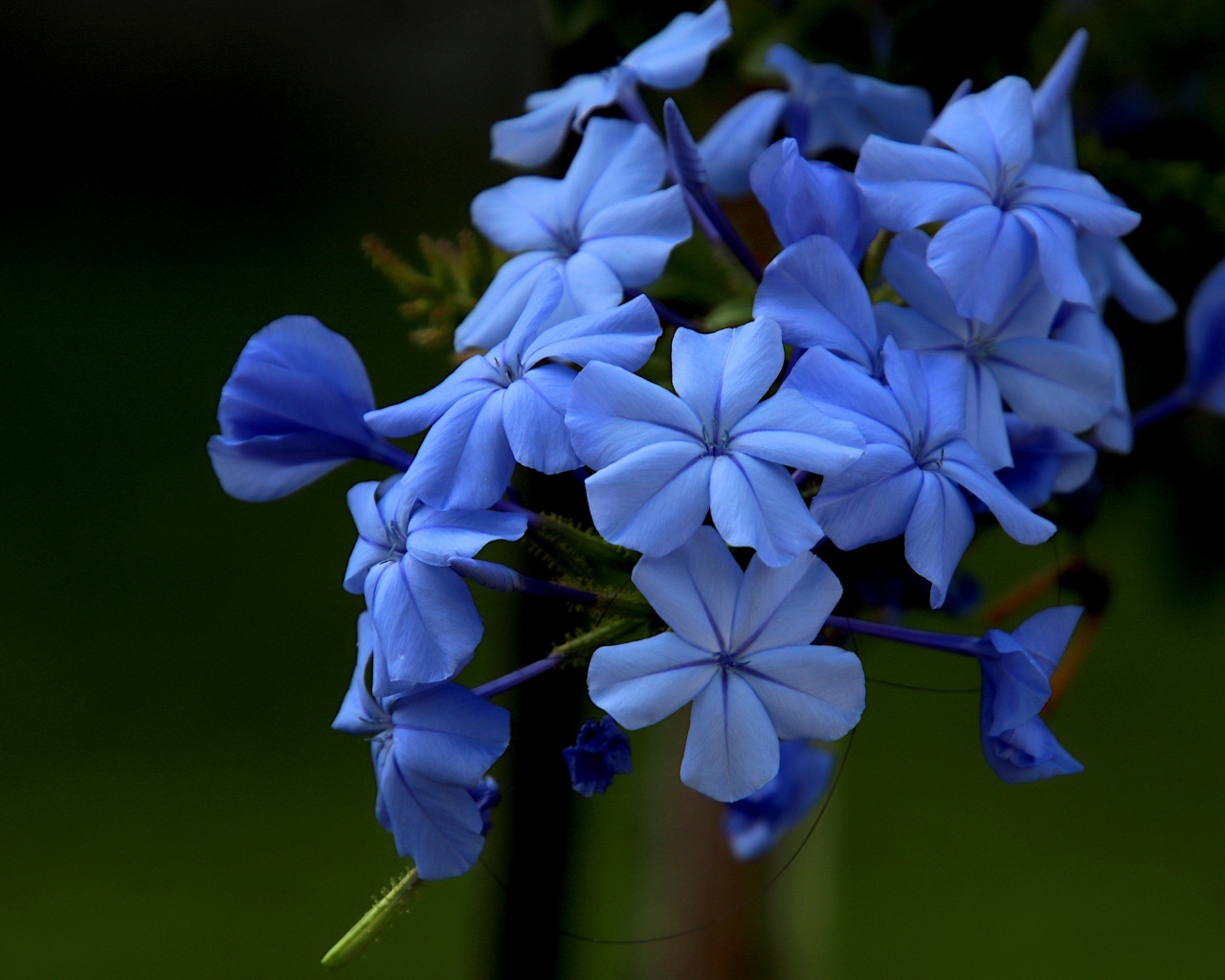 Голубой цветок флоксы крупным планом