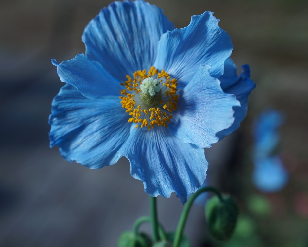Голубой цветок мака крупным планом
