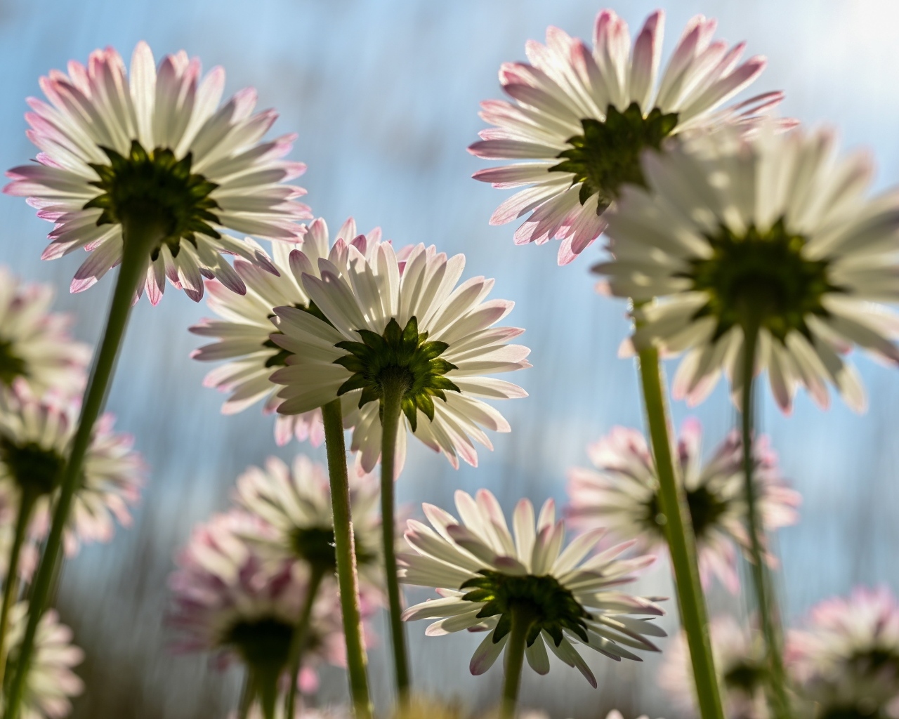 Вид снизу на маленькие цветы маргаритки