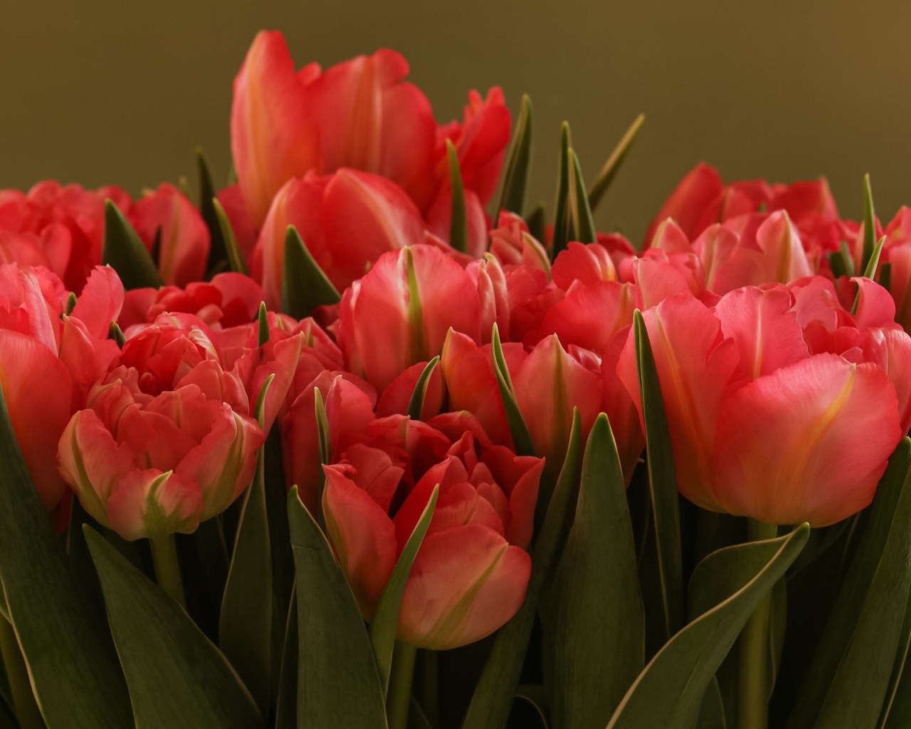 Букет красивых розовых тюльпанов с зелеными листьями