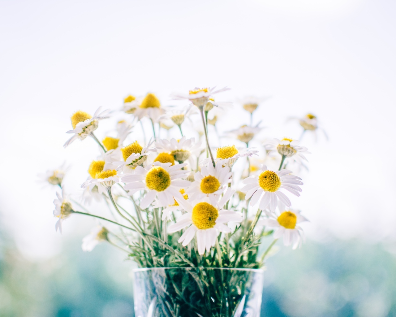 Букет нежных белых ромашек в вазе