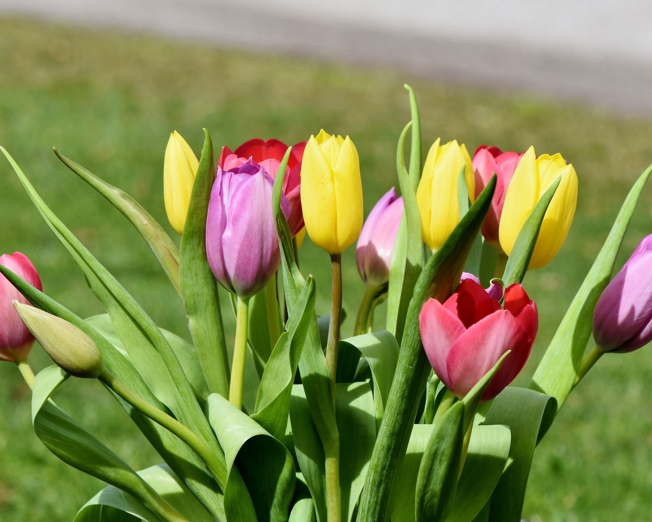 Букет свежих разноцветных тюльпанов