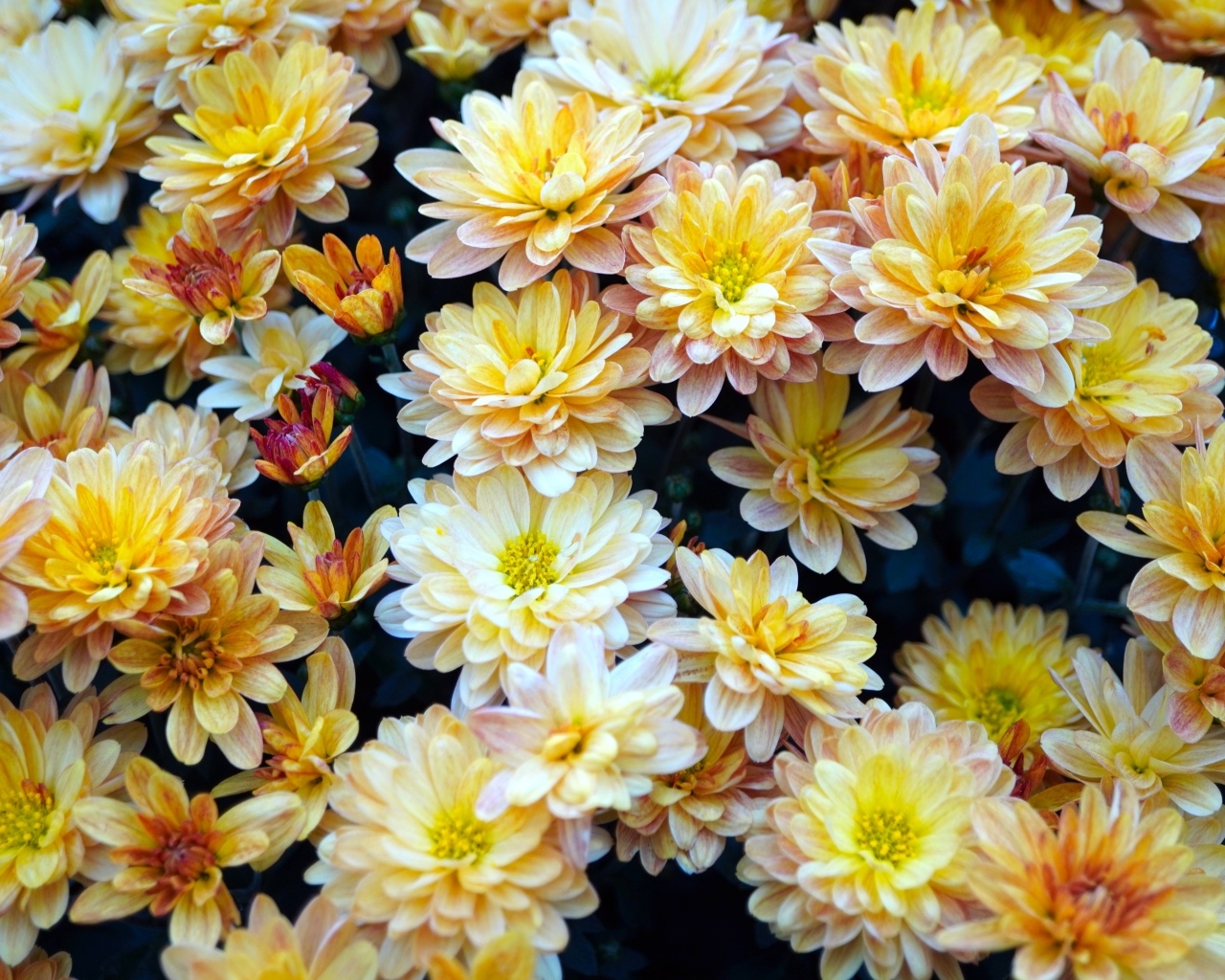 Букет оранжевых цветов хризантемы вблизи