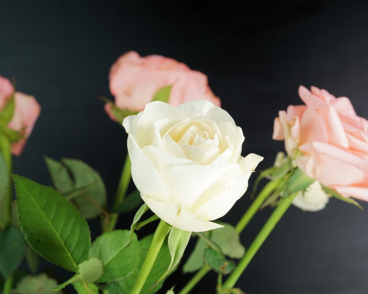 Букет розовых и белых роз на сером фоне