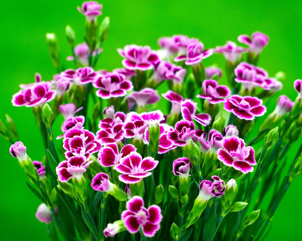 Букет розовых цветов гвоздики на зеленом фоне