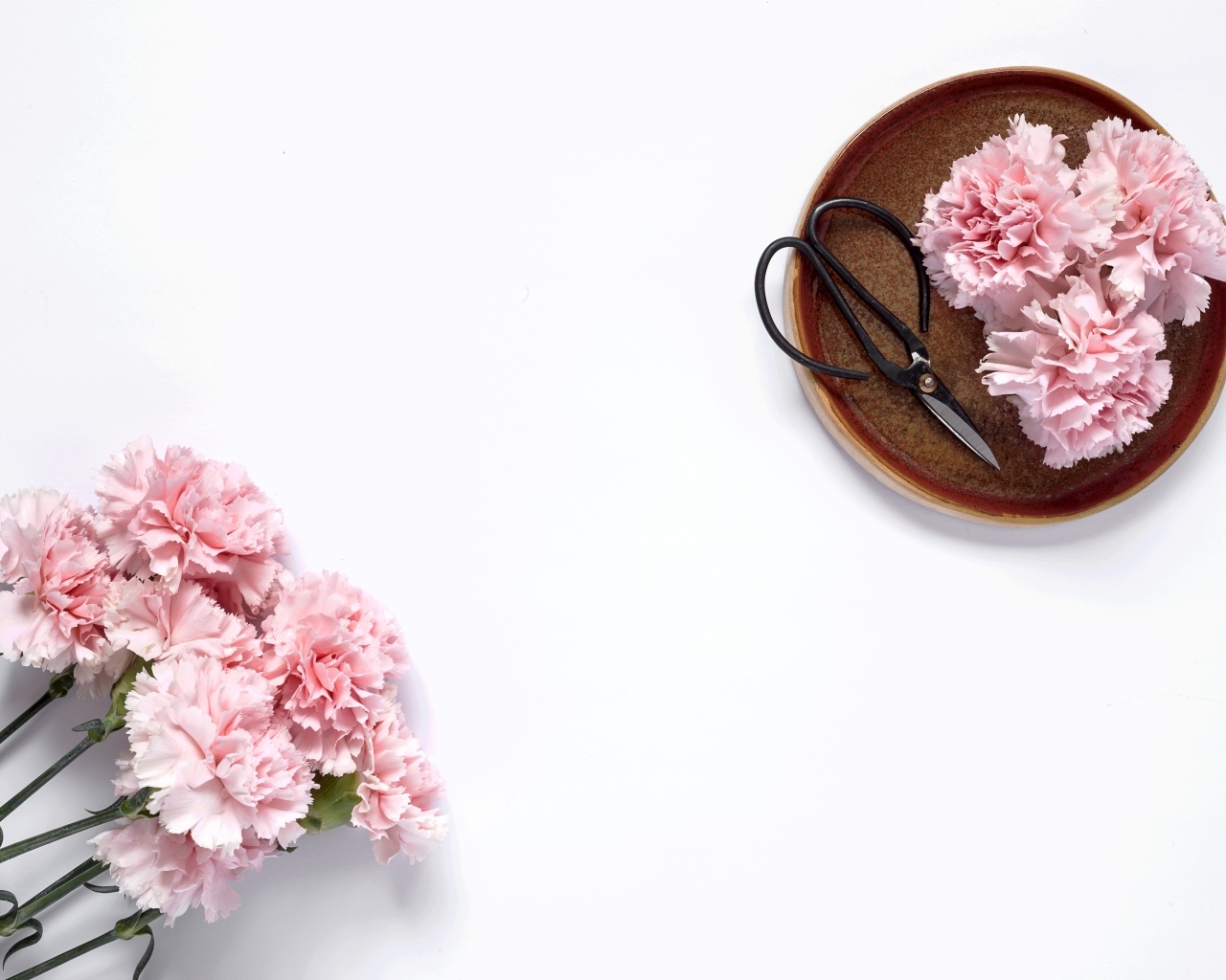 Букет розовых гвоздик с ножницами на белом фоне