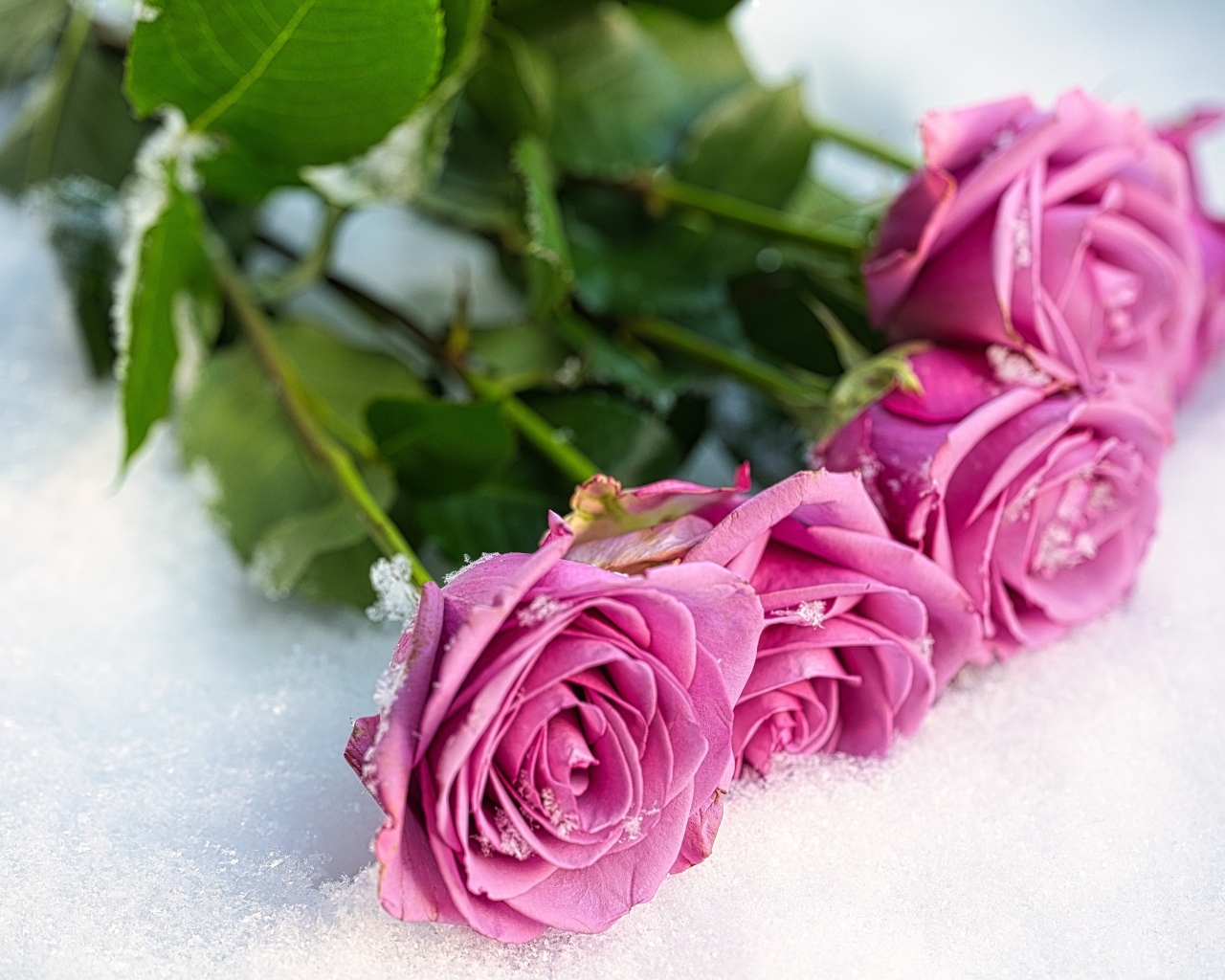 Букет розовых роз на снегу