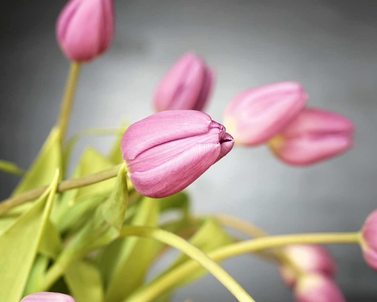 Букет розовых тюльпанов на сером фоне