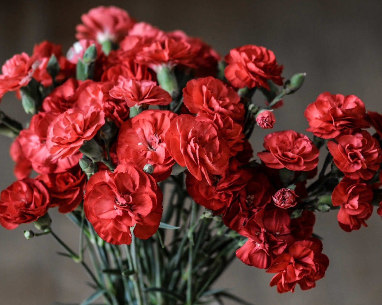 Букет красных гвоздик вблизи