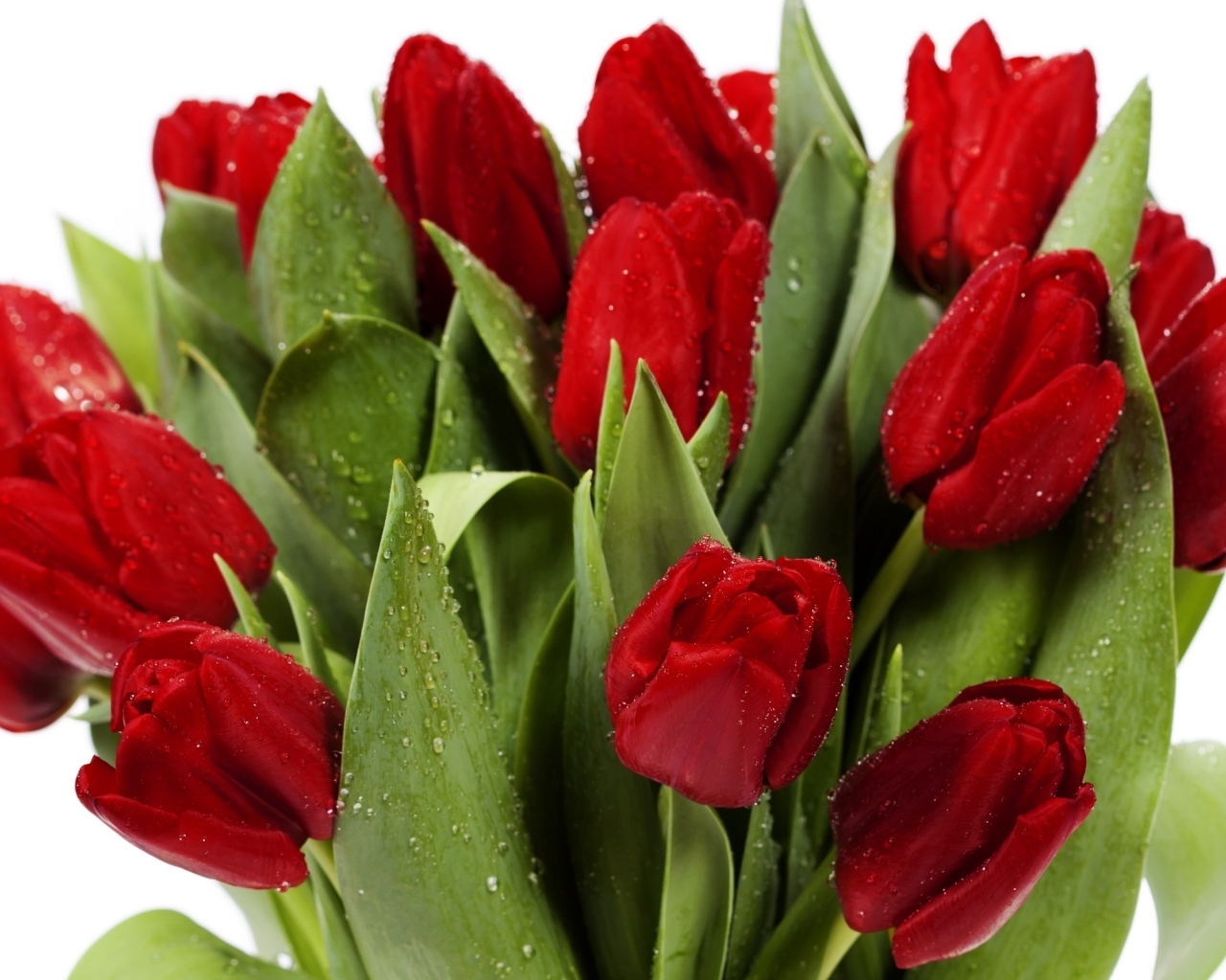 Букет красных тюльпанов в каплях росы