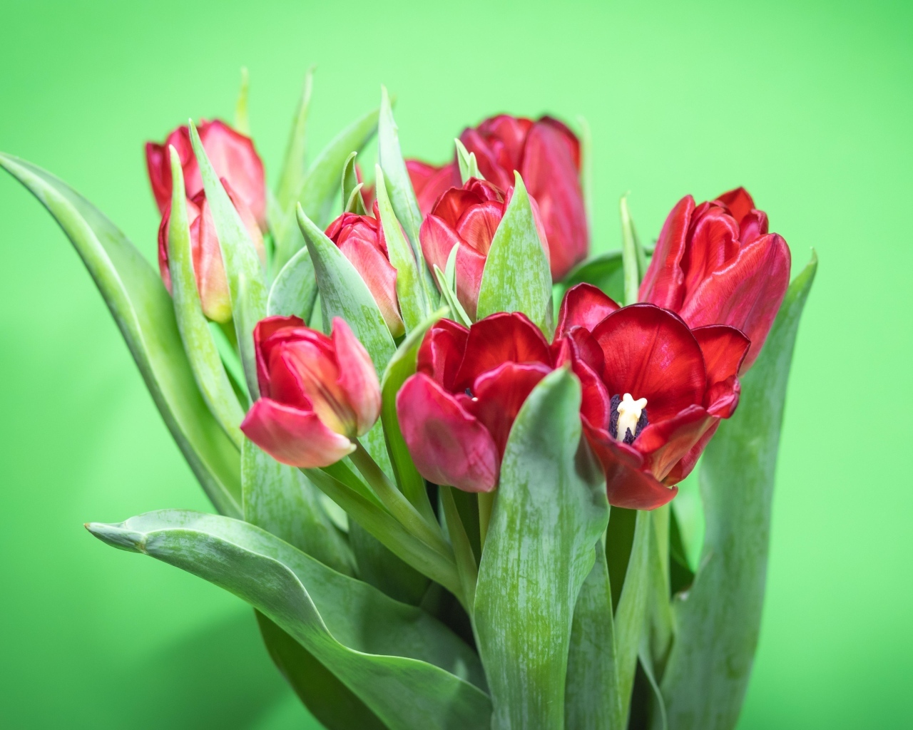 Букет красных тюльпанов на зеленом фоне