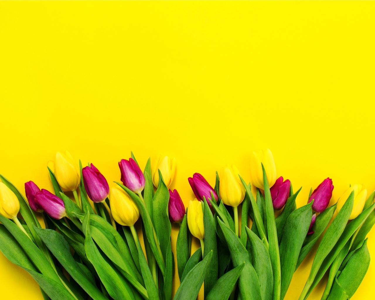 Букет тюльпанов на ярком желтом фоне