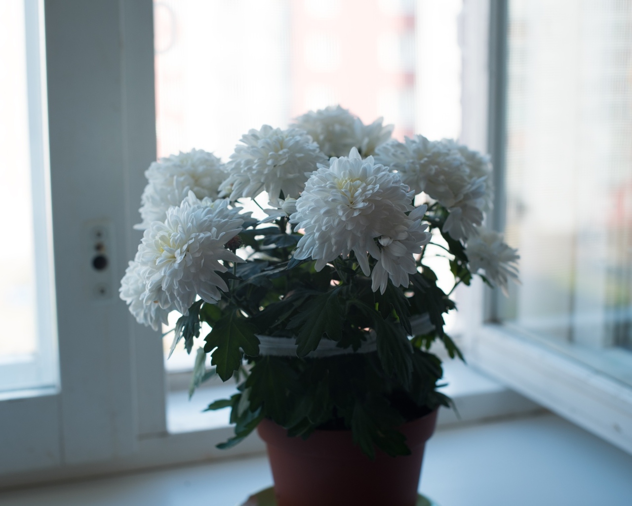 Букет белых хризантем на окне