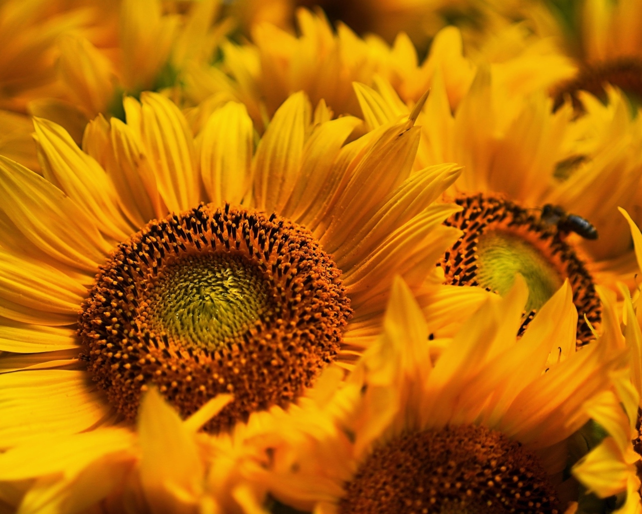 Букет из желтых цветов подсолнуха