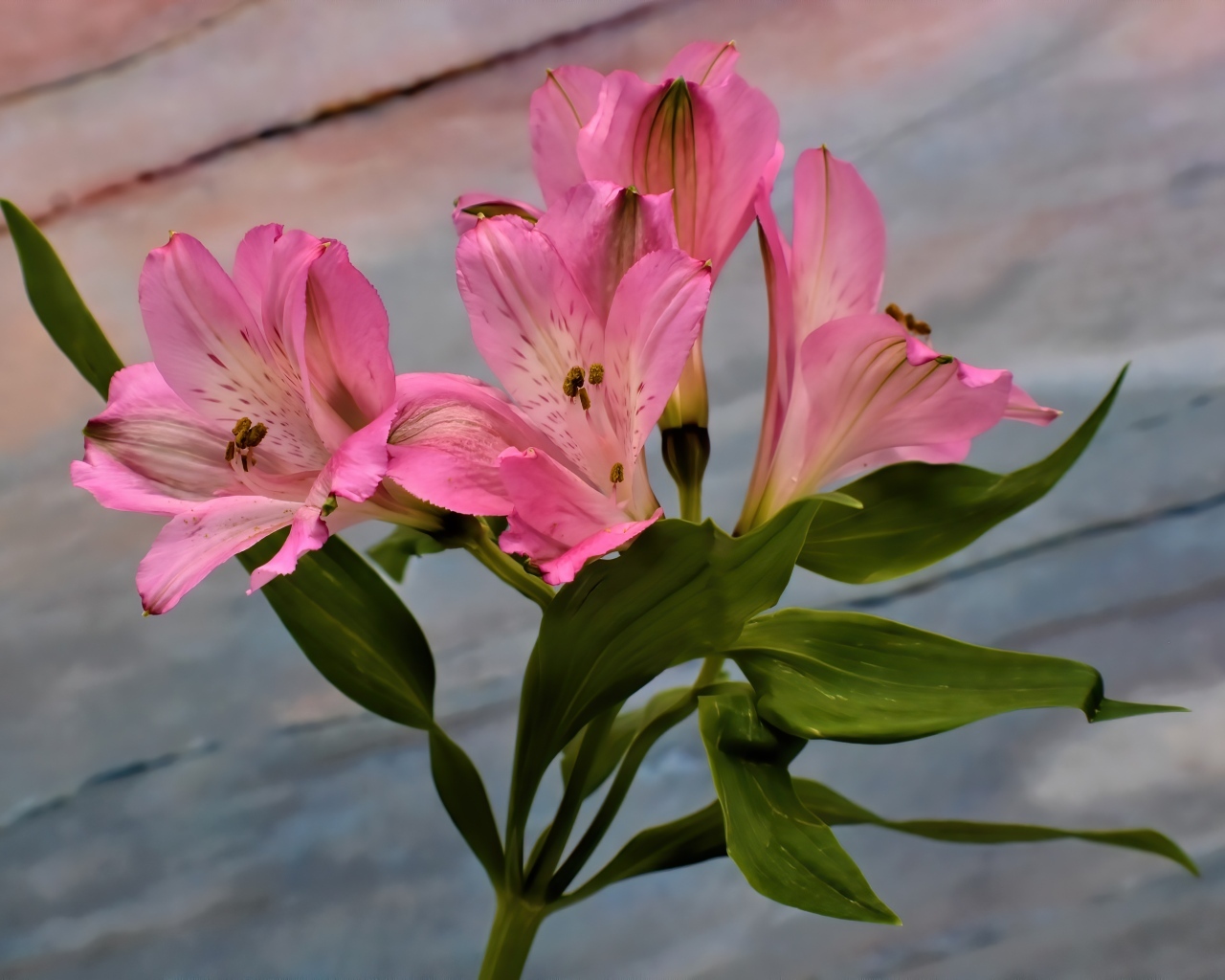 Ветка розовых цветов альстромерия