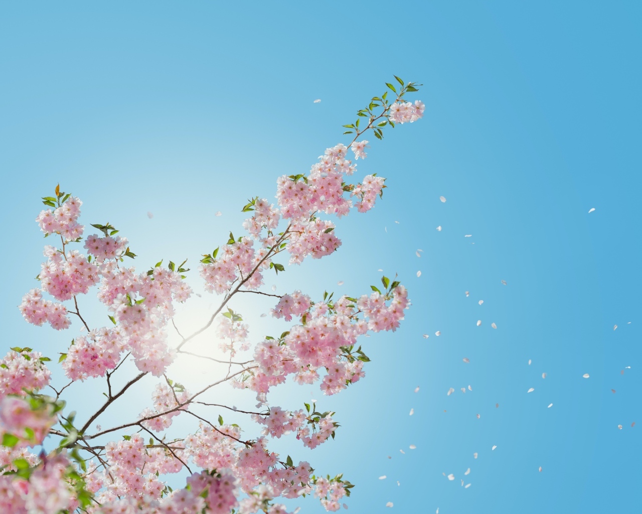 Ветка с розовыми цветами в лучах солнца на фоне голубого неба