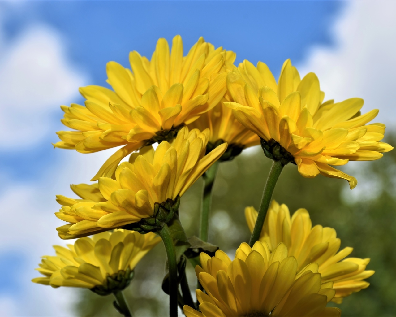 Ветка с желтыми цветами хризантемы