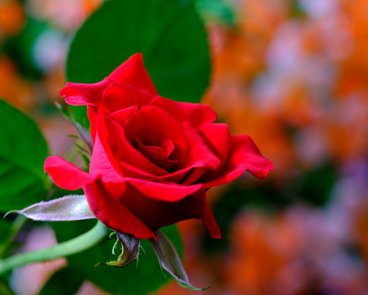 Яркая ароматная алая роза крупным планом