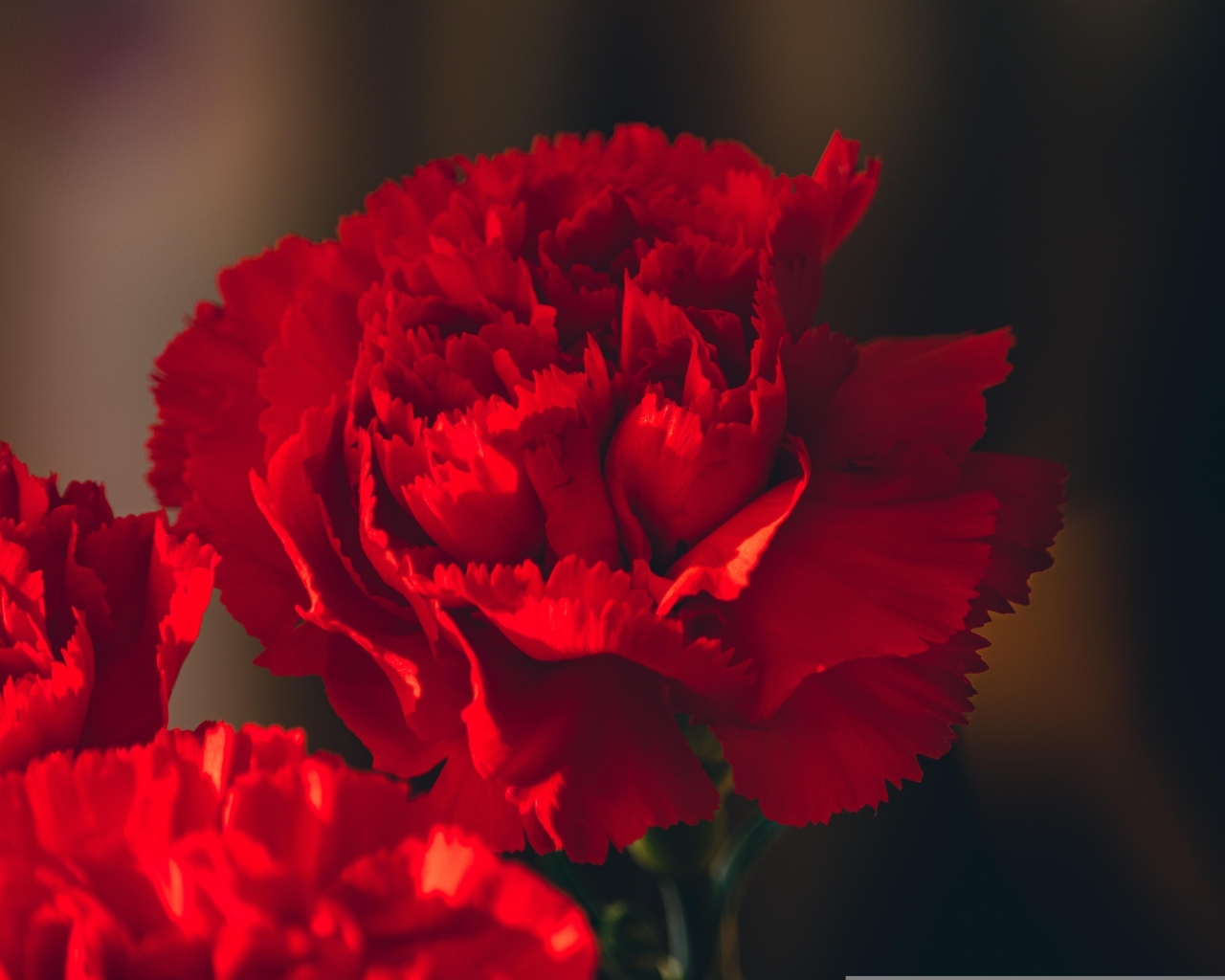 Яркие красные гвоздики крупным планом