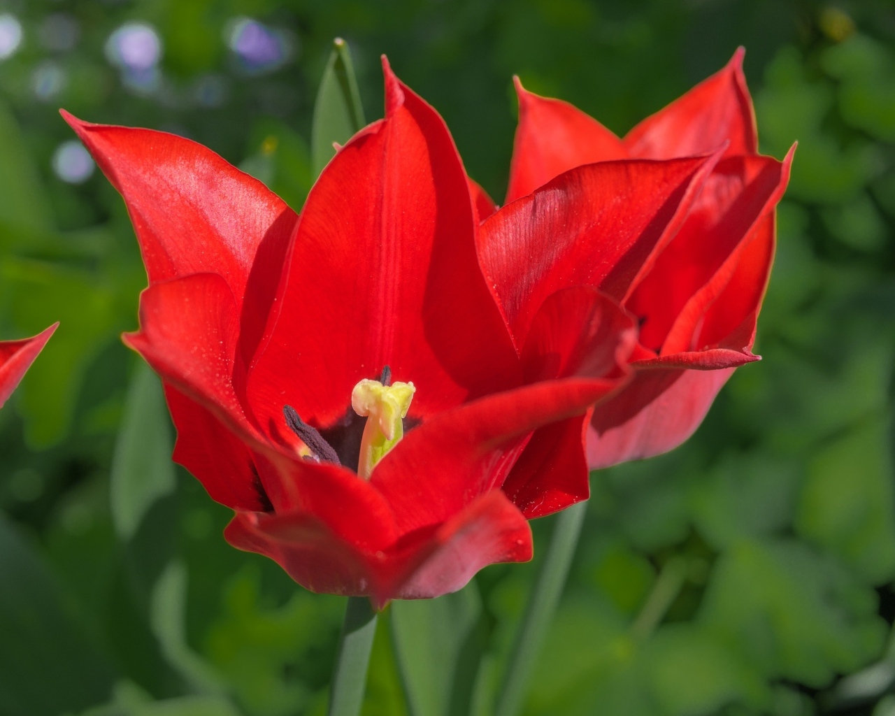 Яркие красные тюльпаны на клумбе