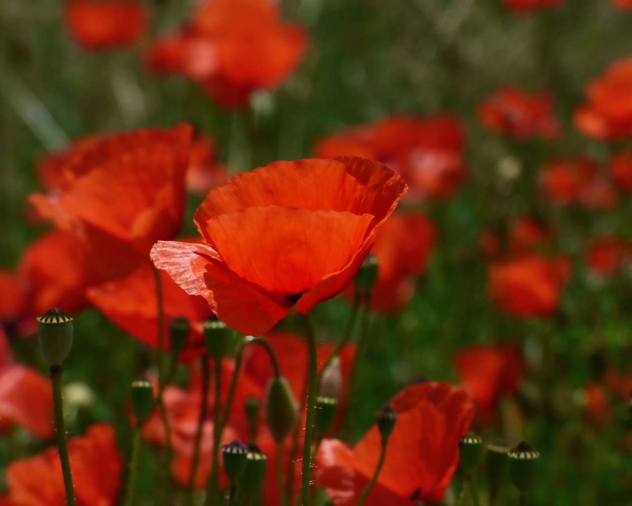 Яркий алый полевой мак в лучах солнца