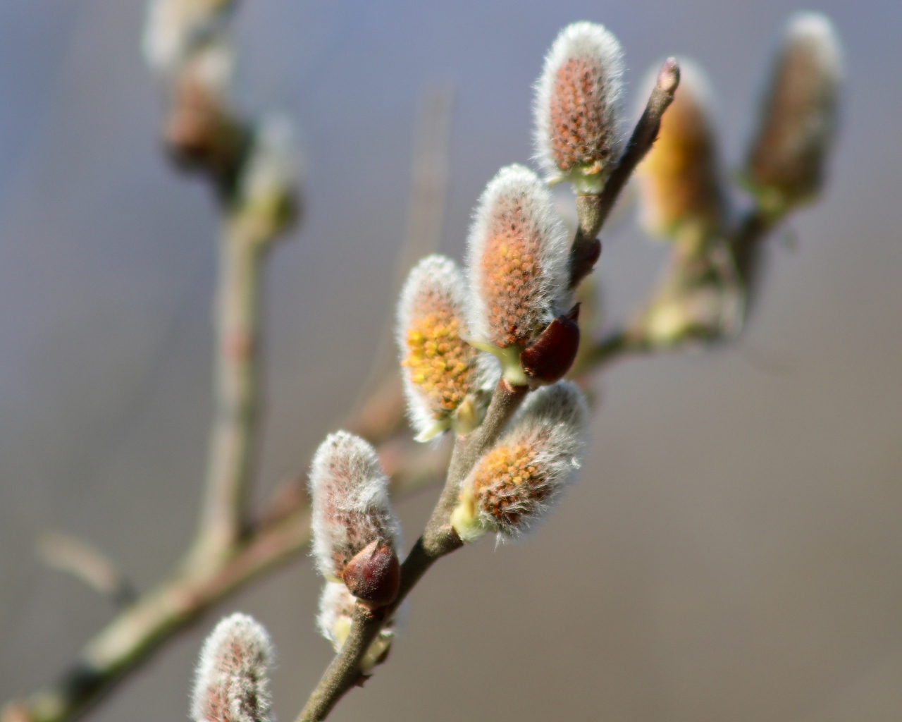 Бурая пушистая ветка вербы весной